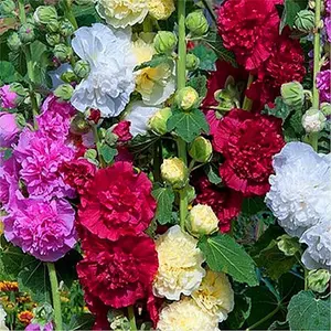 200Pcs Rainbow Hollyhock Seeds – Mixed Colors, Tall and Elegant Blooms for Garden Walls and Vertical Displays