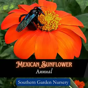 Mexican Sunflower Seeds for Your Pollinator-Friendly Garden, Tithonia Flower Seed Pack, Heat Tolerant & Easy-to-Grow Garden Landscaping, Heirloom Variety