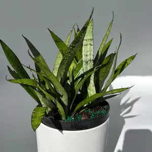 Sansevieria Silver Streak 6" Pot Snake Plant in Pot Versatile Lighting Solution Beginner Friendly Plant  Long Lasting Outdoor Planters