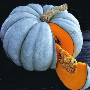 TomorrowSeeds - Jarrahdale Blue Pumpkin Seeds -  Cinderella Fairytale Winter Squash Jarradale Queensland Moon Doll Vegetable Seed 2024 Season