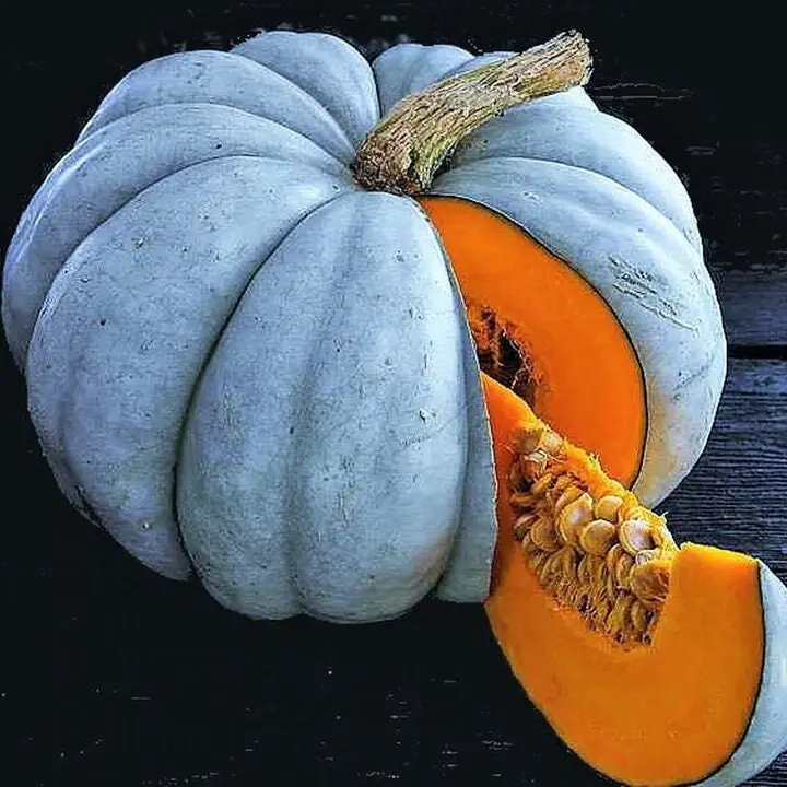 TomorrowSeeds - Jarrahdale Blue Pumpkin Seeds -  Cinderella Fairytale Winter Squash Jarradale Queensland Moon Doll Vegetable Seed 2024 Season