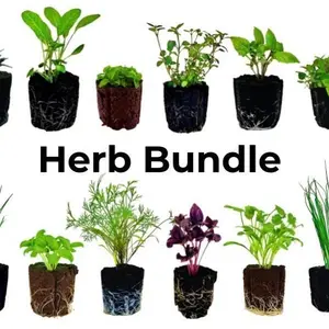 Healthy Live Herb Seedling Bundle - Ready-to-Plant for Soil & Hydroponic Gardens