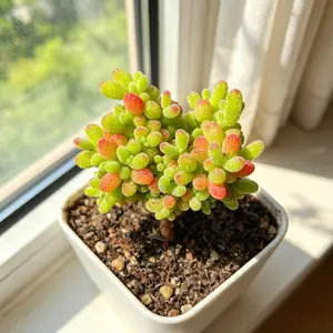 Drosanthemum Live Succulent Plant 2–2.5 in – Rare Colorful Ice Plant, Bare Root (No Pot), Easy Care, Beginner Friendly, Indoor Plant, Home & Garden Decor, Plant Lover Gift, Drought Tolerant Succulent