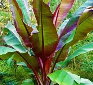 Red Tropical Musa Banana plant - RED ABYSSINIAN - Ensete Maurelii - Starter live plant in pot 3" to 5 " tall