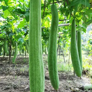 30pcs Super Long Luffa Gourd Seeds - Non-GMO, Loofah Sponge Gourd Seeds for Planting - Ideal for Home Gardens, Produces Large, Fragrant Vegetables
