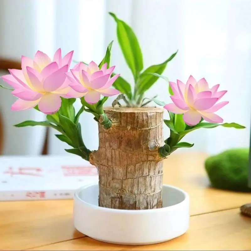 Magical Brazilian Wood Plant with Mysterious Doll & Decorative Plate – Perfect for Home Décor