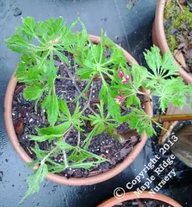 Acer japonicum 'Oregon Fern' Full Moon Japanese Maple