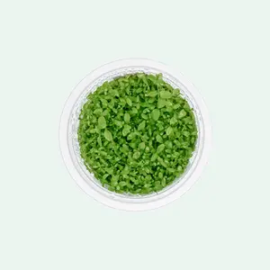 Micranthemum 'Monte Carlo' - Low Growing Carpeting Aquarium Plant for Lush Foreground Cover in Iwagumi Tanks & Nature-Style Aquascaping