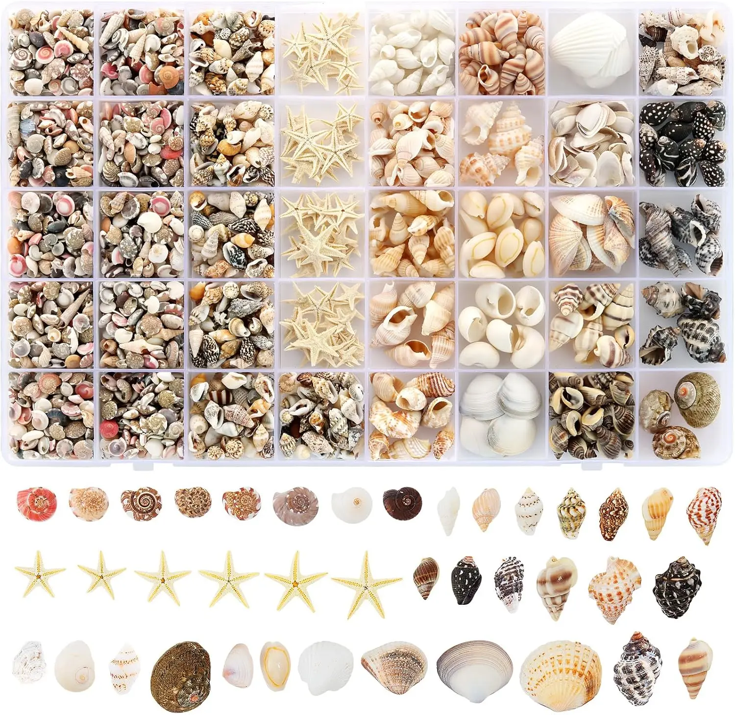 Zefy 23 Types Natural Look Crafting Small Sea Shells, 1200 Pcs Mixed Sizes Tiny Shells with Starfish for Vase Filler, Beach Theme Party Home Decor