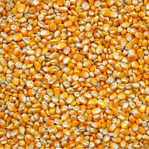 20 Pounds Yellow Dent Corn - Whole Kernel Corn