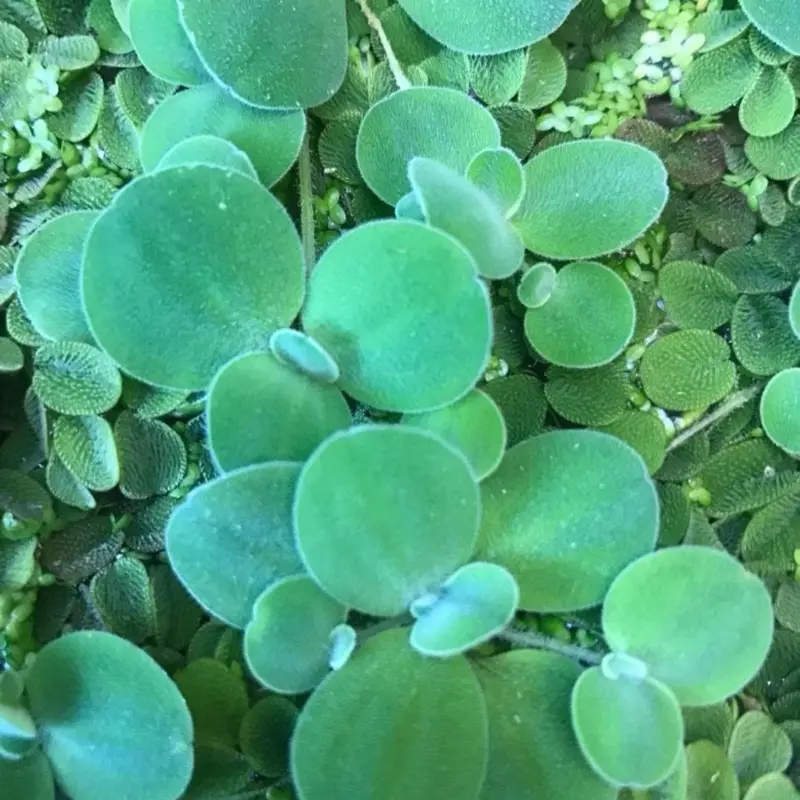 Dwarf Water Lettuce (5) Floating Plant Dwarf Water Lettuce (5) Floating Plant