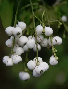 Chiococca alba snowberry Milkberry rare florida native white berry seed 20 SEEDS