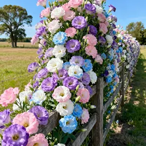 1000+ Lisianthus Seeds  Thornless Wildflower "Rose" | Non-GMO Lisianthus | Suitable for Indoor and Outdoor Gardens | Low-Light Tolerant Houseplant