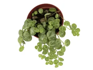 String of Turtles 2" Potted Live Plant - Peperomia prostrata - Trailing Succulent - Intricate Shell Patterns - Easy Care - Hanging Houseplant - Unique Foliage - Low Maintenance - Tiny Decorative Leaves