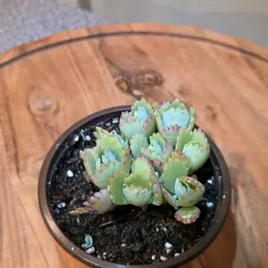 Mother Of Thousands Live Succulent Plant - 4" Pot, Indoor/Outdoor Home Improvement Garden Supply