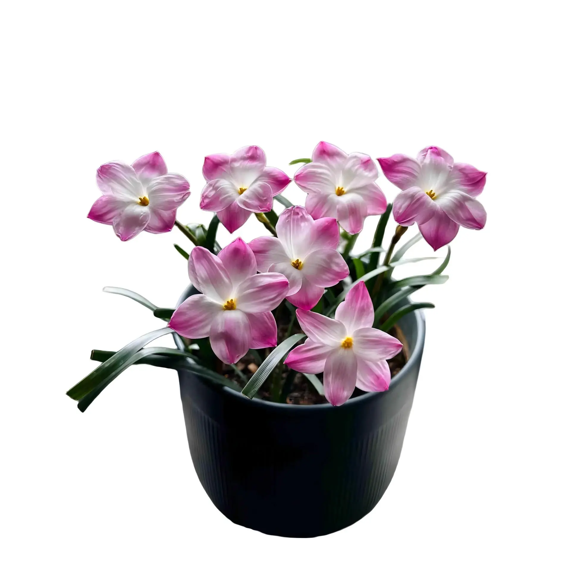 5pcs Zephyranthes Rain Lily Bulbs, Perennial Bare Flower Bulbs, Sun-Loving Drought-Tolerant Bulbs for Garden Landscaping & Home Potted Planting, Rain-Triggered Blooms