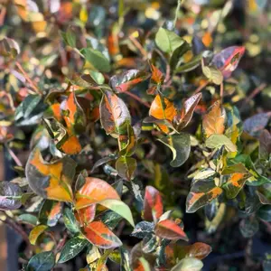 Jasmine Minima Sunset in 2" Pot Live Houseplants - Elegant Indoor Plant with Green Foliage - Perfect for Desks Shelves or Windowsills