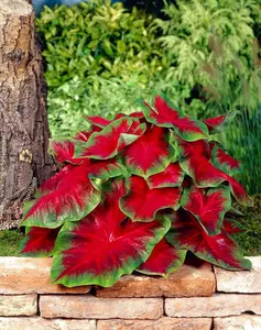 10 Fredia Hemple Caladium Bulbs for Planting - Perennial Hosta, Elephant Ears, Fancy (10 Bulbs)