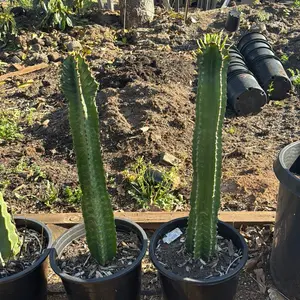 2’ tall bare root euphorbia ingens
