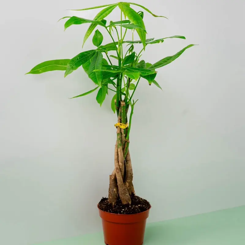 watering spider plant Spider Plant With Self Watering Pot – plantswalay main image 0