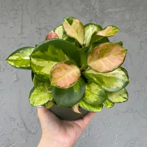6” Hoya Australis Lisa - high color
