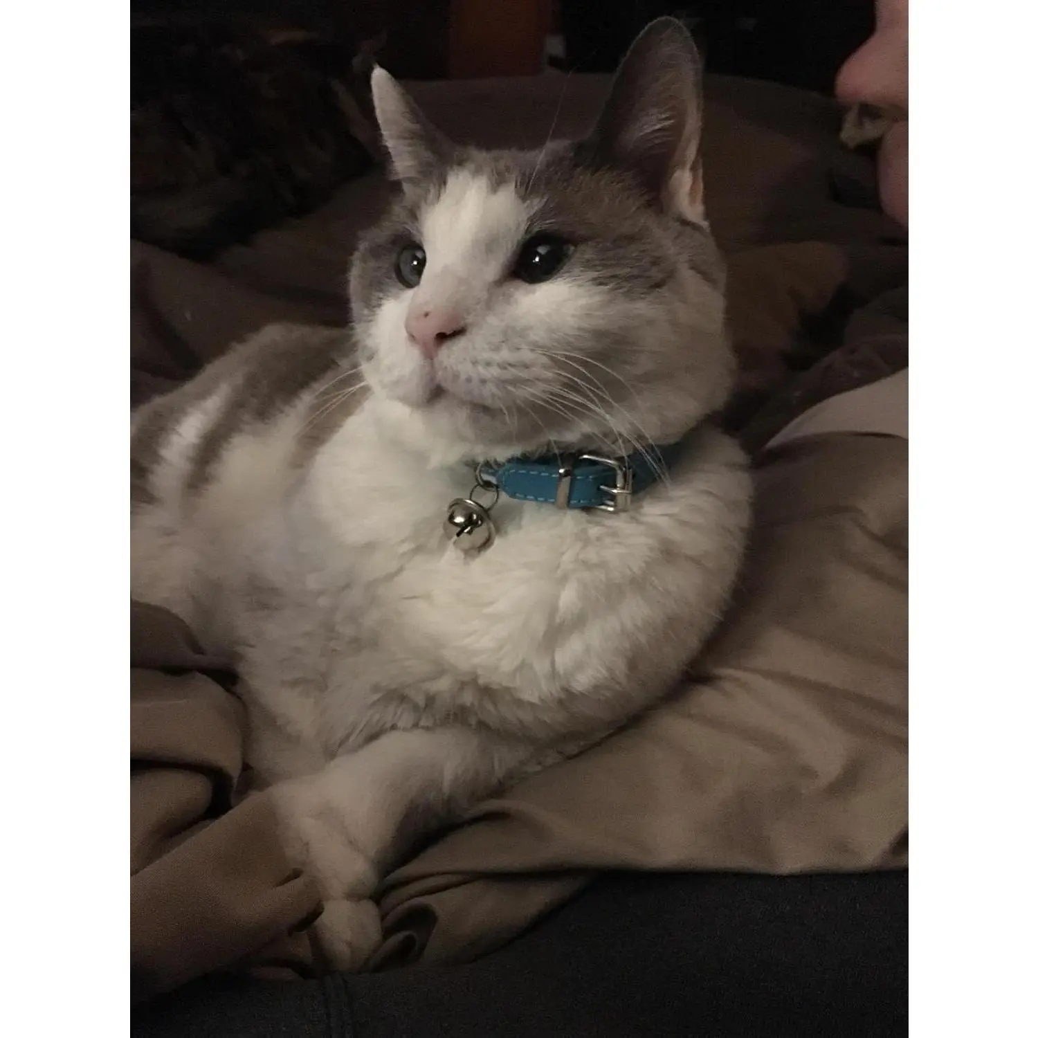 Turquoise Blue Solid Leather Pet Collars for Small Cats & Puppies, Adjustable 8"-10.5" Kitten Collar with Bell