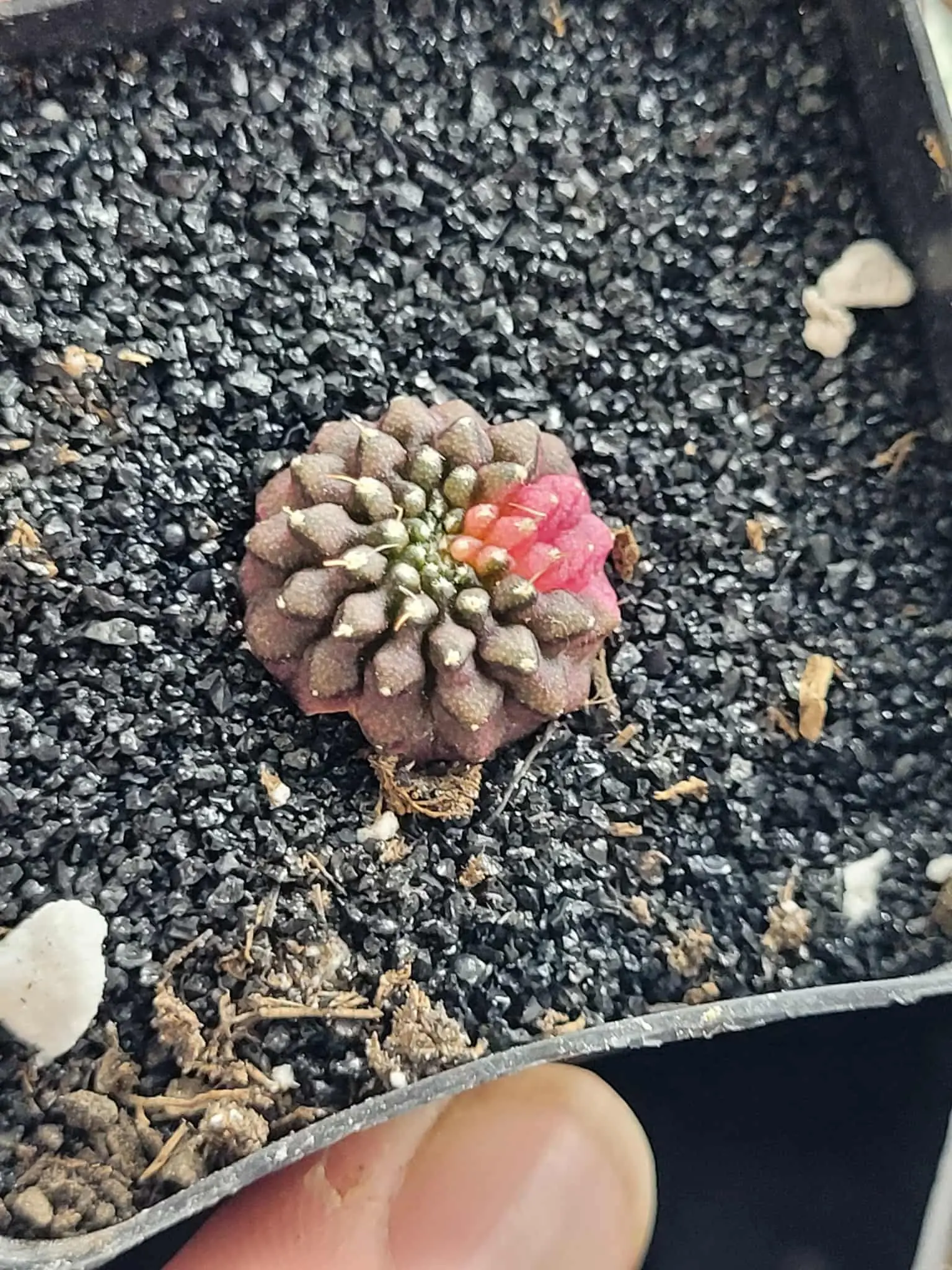 Variegated Gymnocalycium Mihanovichii Inermis Cristata Cactus Picked Live