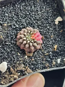 Variegated Gymnocalycium Mihanovichii Inermis Cristata Cactus Picked Live
