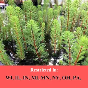 BUY 2 GET 1 FREE Dwarf Red Stem Parrot Feather! (Myriophyllum Aquaticum)-Easy Live Aquarium Pond Aquatic Plant