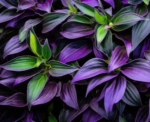 4 Zebrina Tradescantia Discolor – Wandering Jew Plant Cuttings