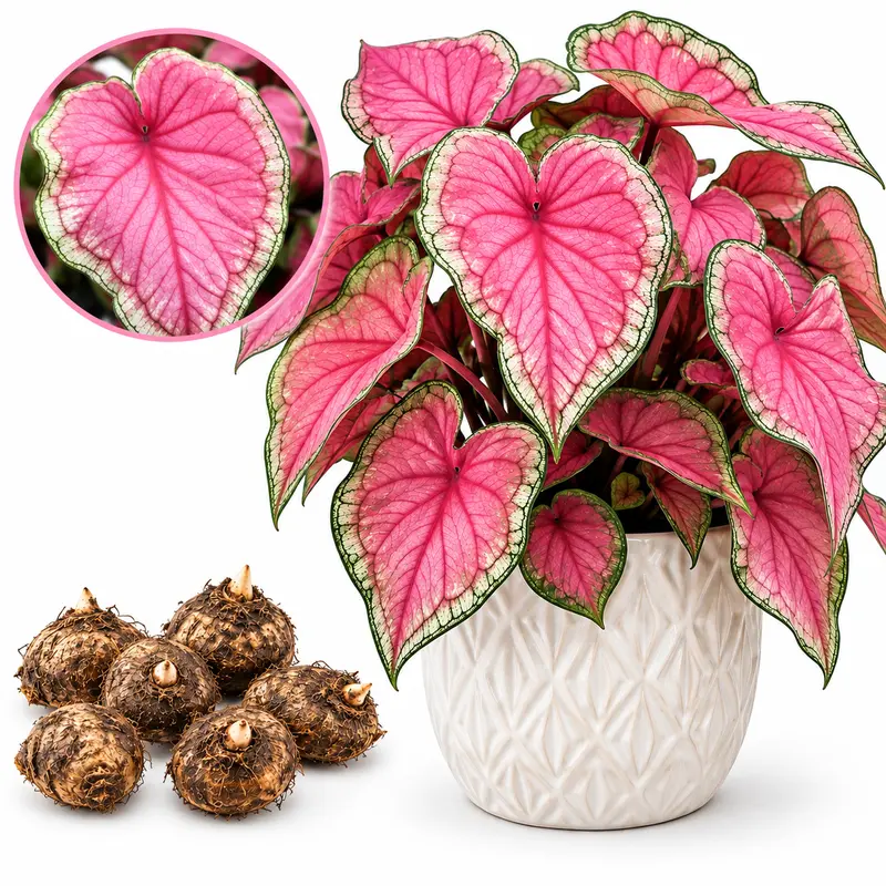 CZ GRAIN Pinky Swear Caladium Plant Bulbs for Planting - Pink,White & Green Heart-Shaped Foliage - Vibrant Tropical Plants for Potted Indoor Use, Home Decor & Tropical Gardening, Home Decor Plants