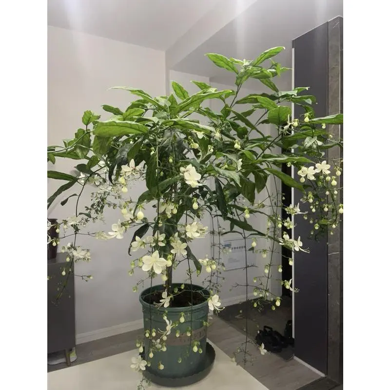 100pcs Hanging Jasmine Seeds Evergreen Fragrant Vine Easy to Grow