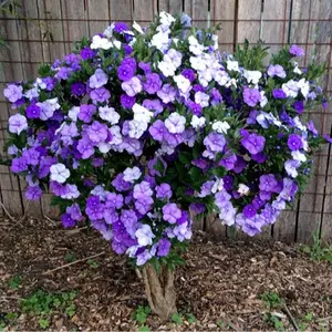 LIVE PLANT 2-3ft tall Brunfelsia Grandiflora - Yesterday Today Tomorrow - Morning-Noon-and-Night: - FRAGRANT - shipped from sunny Florida