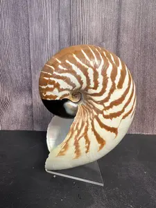 Nautilus Shell Display Stand