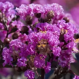 Green River 20 Purple Crape Myrtle Seeds - Crape Myrtle Tree Flower Seed Pack, Heat-Resistant Bark, Pollinator Garden Addition, Perennial Blooms for Summer Landscapes