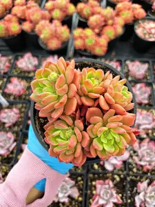 Echeveria Da Vincii - April Farm/Rare Succulent