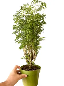 6" Ming Aralia Tree (Non Variegated), Beginner Friendly Live Houseplant, Indoor Plant