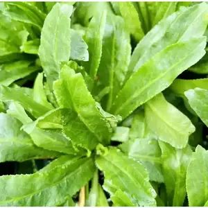 1000+ Seeds Culantro Seeds for Planting, Sawtoothfitweed Seeds Mexican Coriander Seeds for Indoor Outdoor
