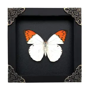 Great Orange Tip Butterfly, Shadow Box Display, Curio Cabinet Accent, Dark Academia Gothic Decor, Unique Collector Gift