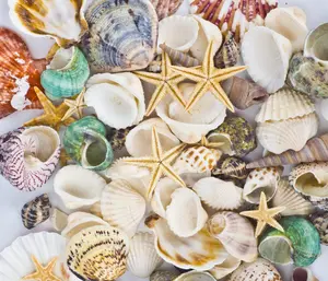 Sea Shells Mixed Beach Seashells Starfish for Beach Theme Party Wedding Decorations DIY Crafts Candle Making Fish Tank Vase Fillers Home Decorations Supplies 70+ pcs