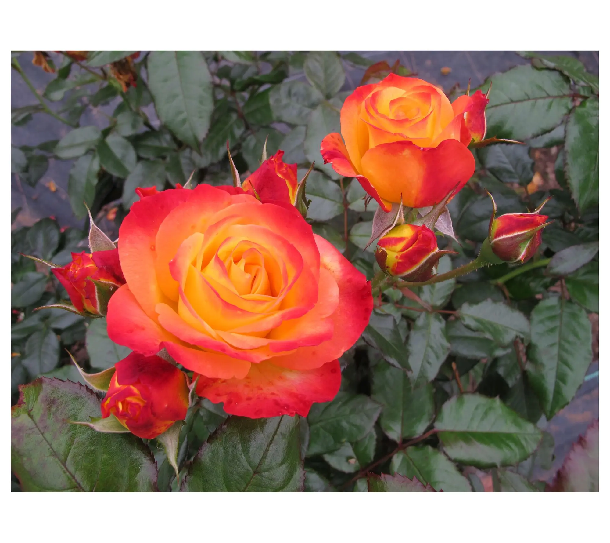 Roberta's Rose En Fuego Red-Orange Multi Colored OSO Easy 1pc - TikTok Shop