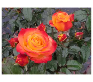 Roberta's Rose En Fuego Red-Orange Multi Colored OSO Easy 1pc