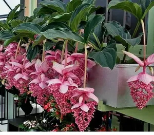Royal CHANDALIER Magnifica Medinilla Plant - Live Well Rooted Starter Plant