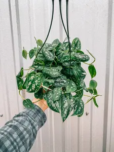 6" Scindapsus 'Pictus Argyraeus' (Hanging Basket)