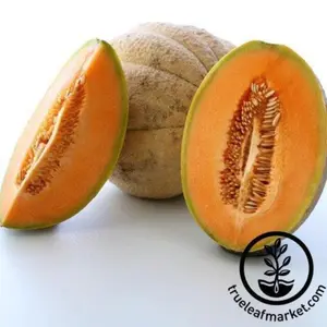 Melon Seeds - Cantaloupe - Tuscany
