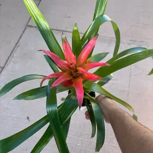 New - Bromeliad “Louis Pink” - 4 Inch