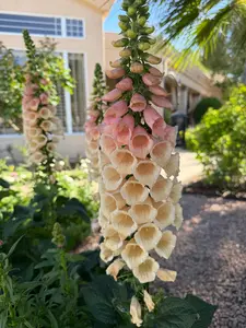 Foxglove Dalmatian 'apricot' seeds
