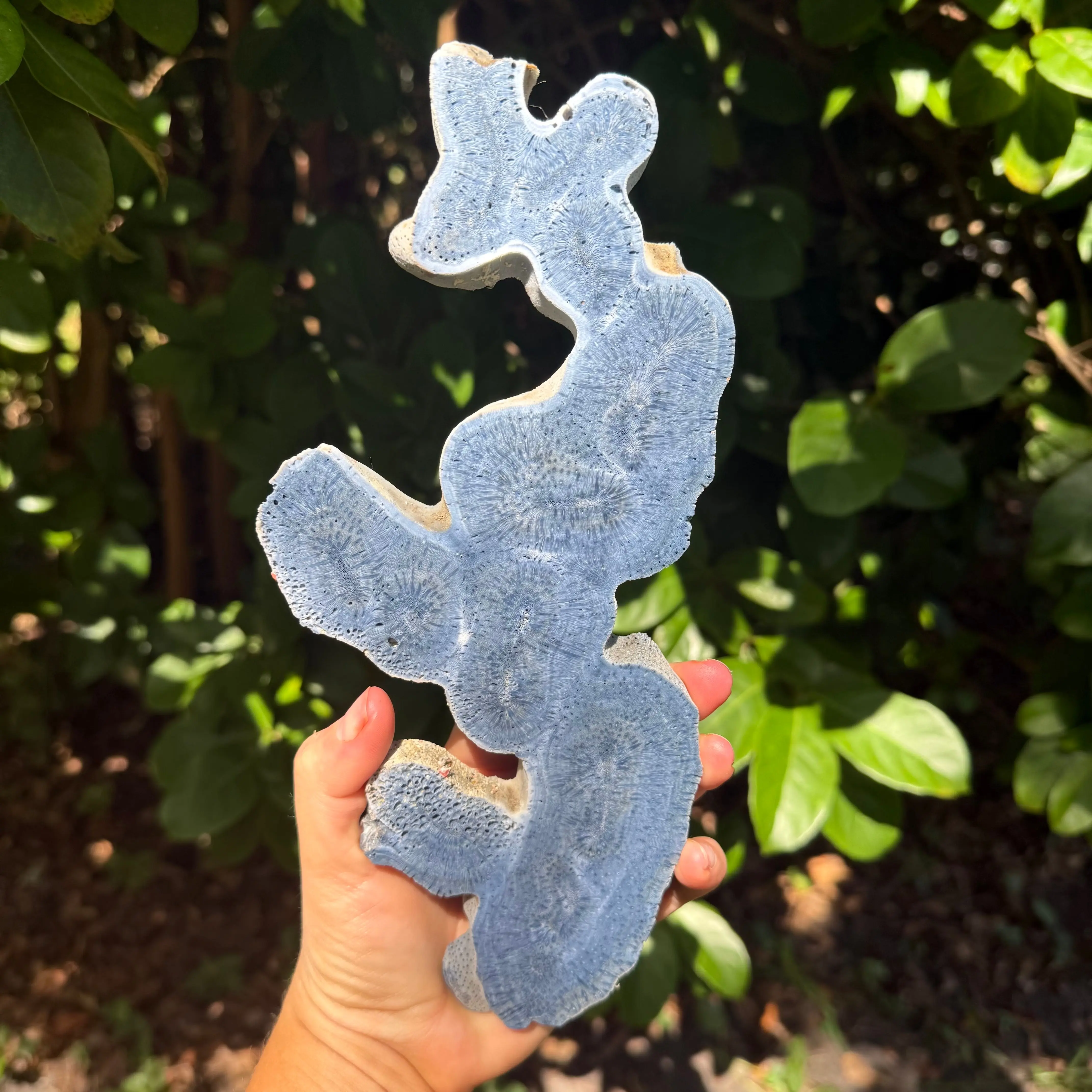 Rare Natural Blue Coral Reef Cluster Marine Mineral Crystal Specimem Carving