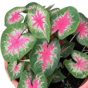 6 Pinky Promise Caladium Bulbs for Planting - Perennial Hosta, Elephant Ears, Fancy (6 Bulbs)