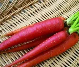 Atomic Red Carrot - 200+ seeds
